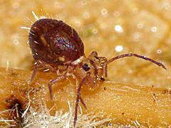 Globular Springtail